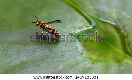 Macro of wasp on lotus leaf