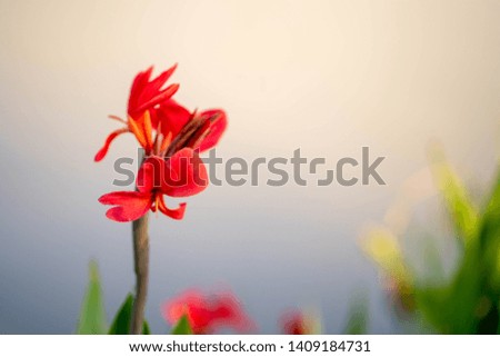Beautiful red cannaceae flower is blooming in water