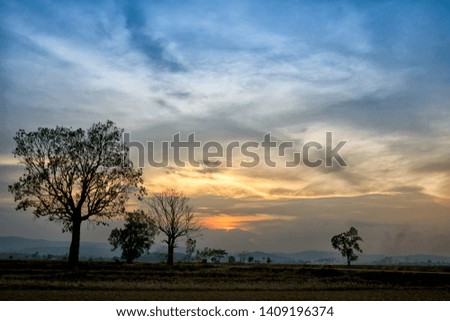 Tree on  field against cloudy sky wit sunset