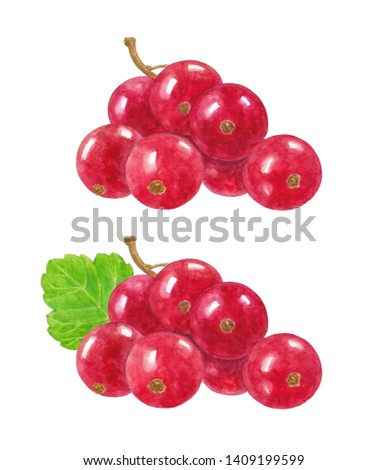 Red currant watercolor paintings on white background.