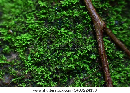 Moss on the rock In the rain forest. Macro pictures