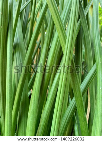  healthy green African spear plants 