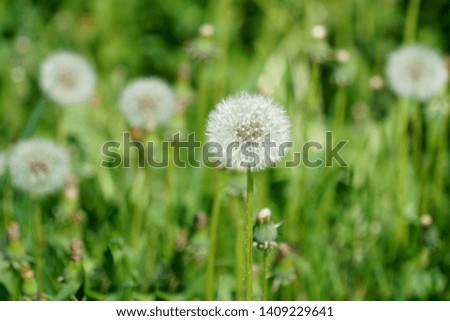 Dandelion with ripened seeds on a sunny day and calm weather.
