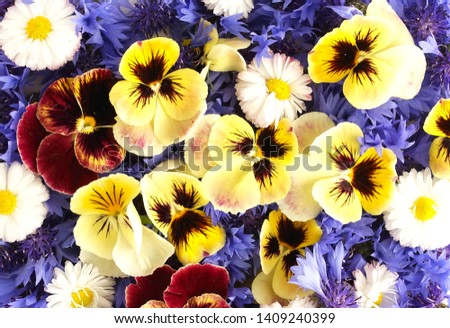 Colorful flowers pansy and cornflowers close up full frame. floral background, texture