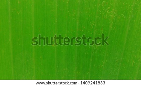 Green banana leaves background​ image