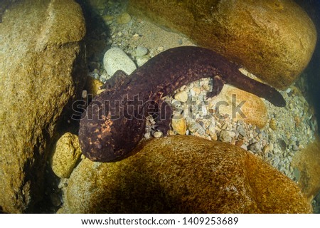 Japanese Giant Salamander Posing Underwater in a River of Gifu, Japan