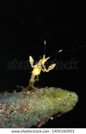 Tiny underwater creatures - Golden Skeleton Shrimps. Metaprotella cf. sandalensis. Tulamben, Bali, Indonesia.