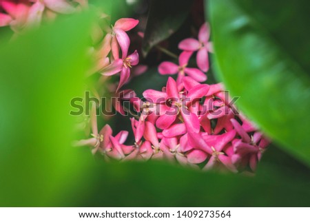 ixora coccinea a beautiful pink flower