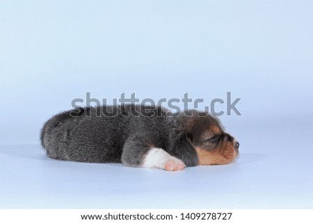 pure breed silver tri color beagle Puppy is sleeping and looking in first time