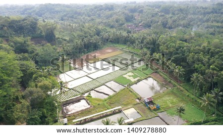 the rice field of Indonesia in Malang Royalty-Free Stock Photo #1409278880
