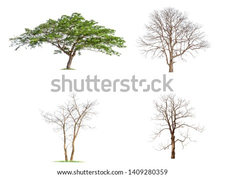 Dead tree, Monkey Pod. isolated on White Background. The collection of trees. tropical trees isolated used for design, advertising and architecture