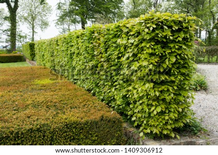 Two hedges of Taxus and beech in a garden Royalty-Free Stock Photo #1409306912