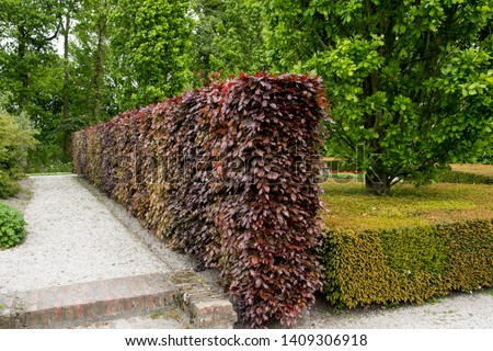 A hedge of Fagus sylvatica 'Atropurpurea'  and clipped Taxus Royalty-Free Stock Photo #1409306918