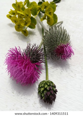 close-up photo of wild Thistle flowers purple on white background