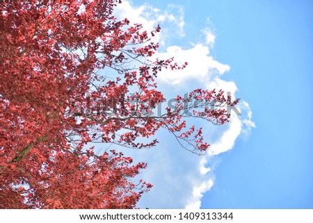 Beautiful tree with red leaves on blue sky background with fluffy white clouds. Red foliage on a tree branch on spring sky backdrop. Beautiful sky with clouds in a frame of tree branches 