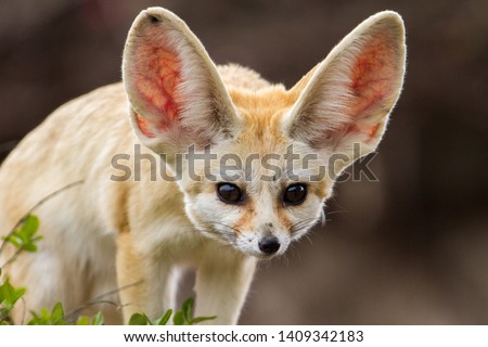 very cute Fennec fox  with big ears 