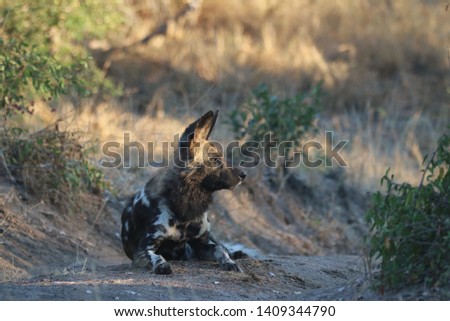 African wild dog relaxing in the bushveld
