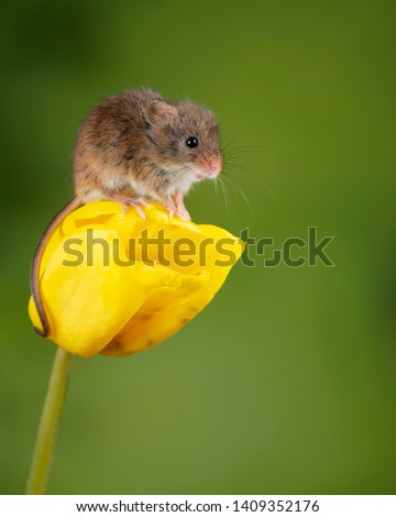 Cute harvest mice micromys minutus on yellow tulip flower foliage with neutral green nature background