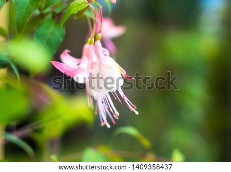 fuchsia magellanica flower, hummingbird fuchsia or hardy fuchsia, Hanging fuchsia flowers in shades of pink. Soft selective focus, blurred floral photo.