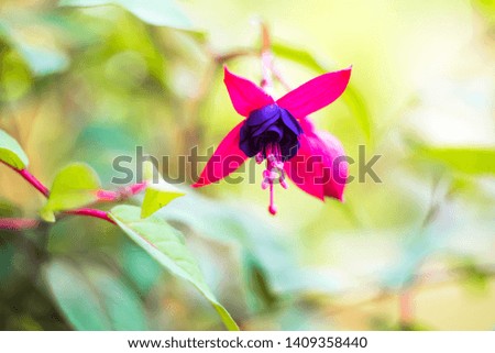 fuchsia magellanica flower, hummingbird fuchsia or hardy fuchsia, Hanging fuchsia flowers in shades of pink, purple. Soft selective focus, blurred floral photo.