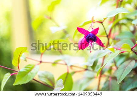 fuchsia magellanica flower, hummingbird fuchsia or hardy fuchsia, Hanging fuchsia flowers in shades of pink, purple. Soft selective focus, blurred floral photo.