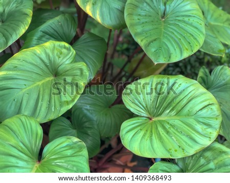 Background of green leaves in the garden.