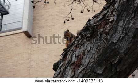 Squirrels at University of Texas