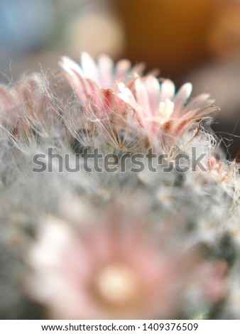 Pink flower of cactus (Mammillaria bocasana) surrounded by hair-like spines on blur background,selection focus on image