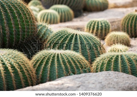 Cactus closeup in tropical garden Nong Nooch. Pattaya, Thailand.