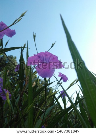 Purple flower in the garden - dark effect