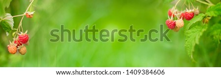 Growing branch raspberries on blur green background. Panoramic Summer Nature background. Beautiful mockup for design. Wide Angle Wallpaper or Web banner With Copy Space