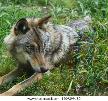 The gray wolf while lying down in the meadow.Image