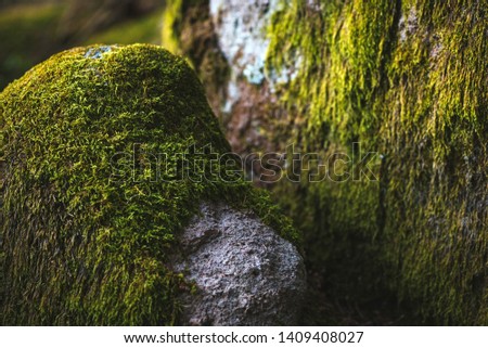 Stone/ rock covered in green moss. Moss close up photo.