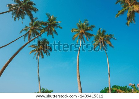 Coconut palms on the beach