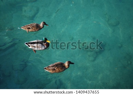 Ducks in the Sirmione Lake