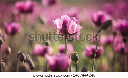 Lilac Poppy Flowers in sunlight in early Summer close-up