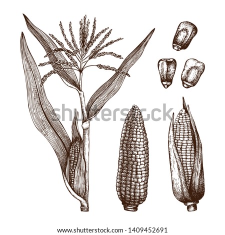 Hand drawn corn illustration. Vector maize sketches set. With Maize plant, corn cob and grains. Botanical drawing of vintage cereal plants drawing. Great for packaging, menu, label. High detailed. Royalty-Free Stock Photo #1409452691