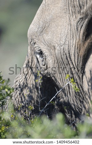 Close up of elephants at Addo Elephant National Park - South Africa