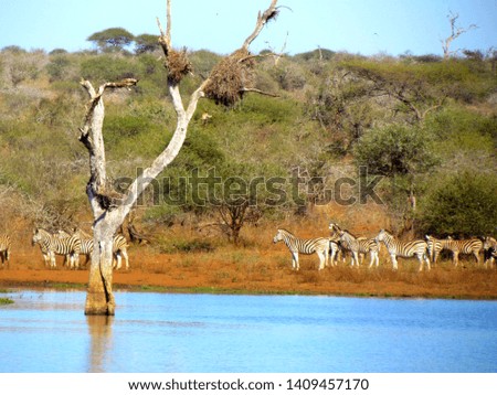 Grace Safaris Marloth Park South Africa