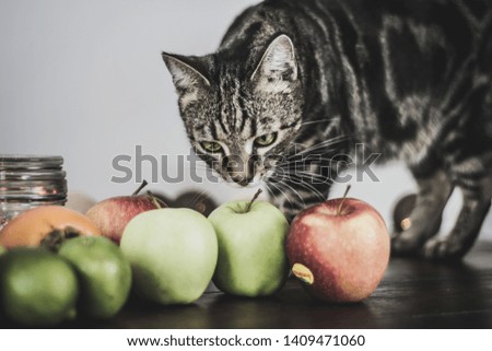 Cats, vegetables and fruits. Cats photographed on a table in home studio.