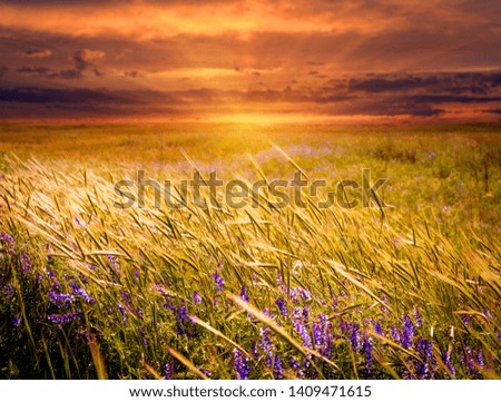landscape with wild meadow with sunset background