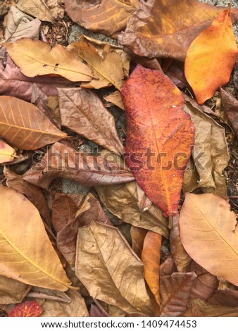 Malabar leaves from trees in large city.