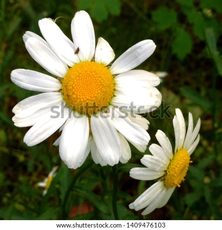 Macro photo of nature blooming daisy oxeye flower. Background of opened buds of wild daisy flower. Picture of oxeye daisy flowers field