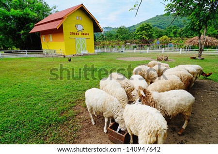 Yellow barn with sheep farm