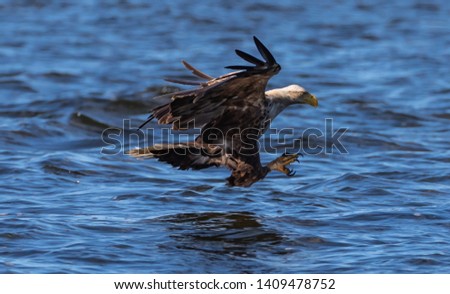 White-tailed Eagle in flight and fishing
