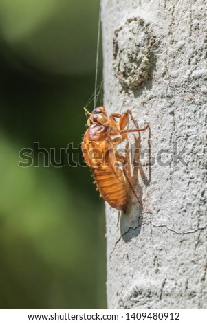 The cicada is a small insect if it's true but it's wings do it. Is so loud roaring The cicada large and mature to make noise up to 200 decibels ever.