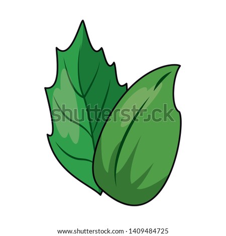 Spinach herbal leaves cartoon vector illustration graphic design