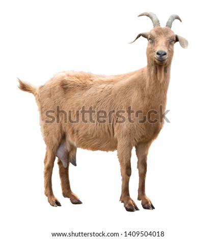 Adult red goat with horns and milk udder. Isolated Royalty-Free Stock Photo #1409504018