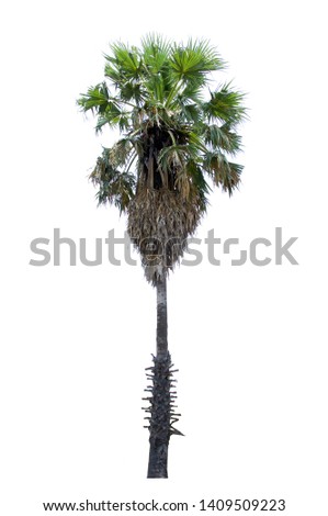 Sugar palm trees isolated on white background