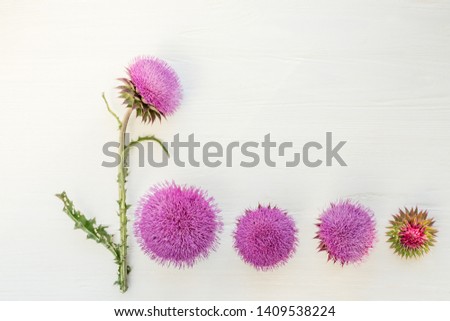 Lovely lilac fluffy flowers of a weed plant on a white background. Carduus crispus. Carduus platypus
